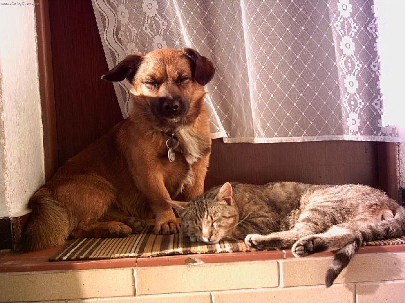 Foto: Kocour Václav-Když jsou dva kamarádi po hromadě