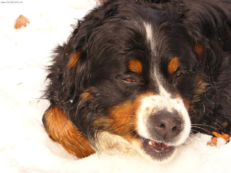 Foto: Bad-Poslední sníh