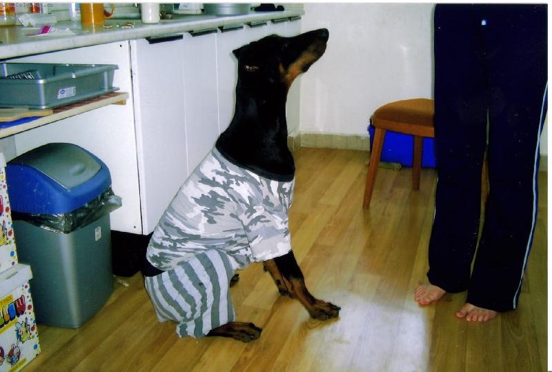 Foto: Padaj mi trencle mámo!!!-můj Charlieček