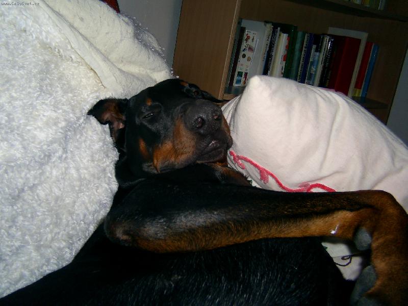 Foto: To už mám vstávat?-moje zlatíčko