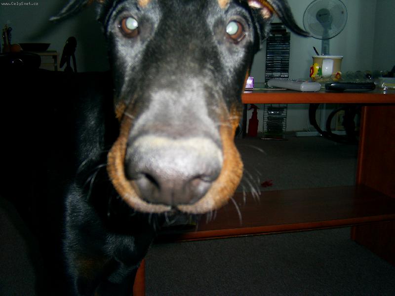 Foto: Zdarec lidičky!!-moje zlatíčko