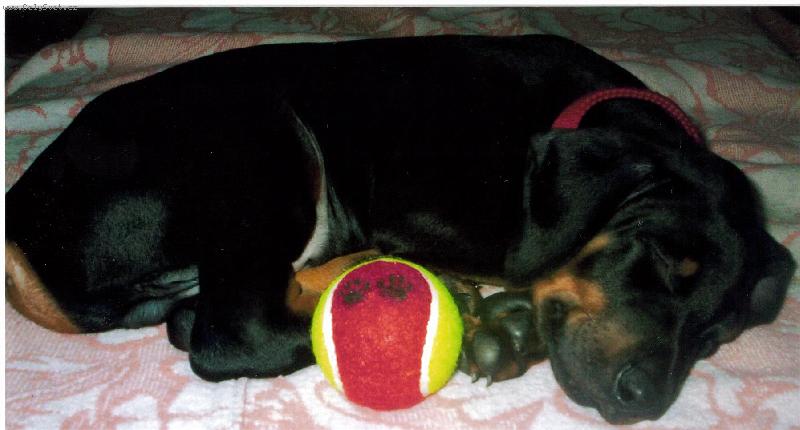 Foto: Moje první hračka.Tu nikomu nedám.-Charlieček-miminečko