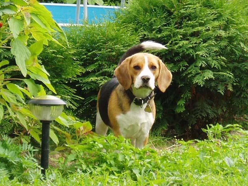 Foto: Jackie-Ráda se schovávám.