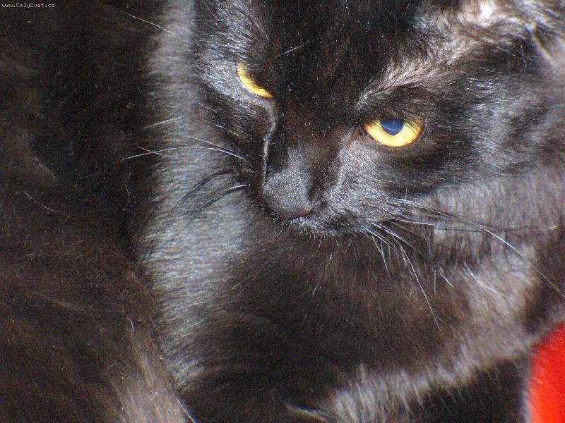 Foto: Mikeš-Domácí mazlíček