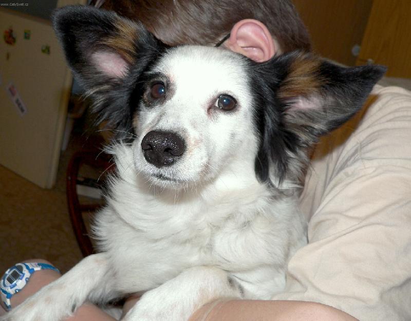 Foto: BENÍK-Náš Beníček ušatý vedle  ucha mého syna