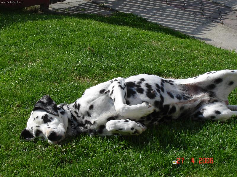 Foto: Bela-Belinka odpočívá,jak se mi to líbí?Super!!!!