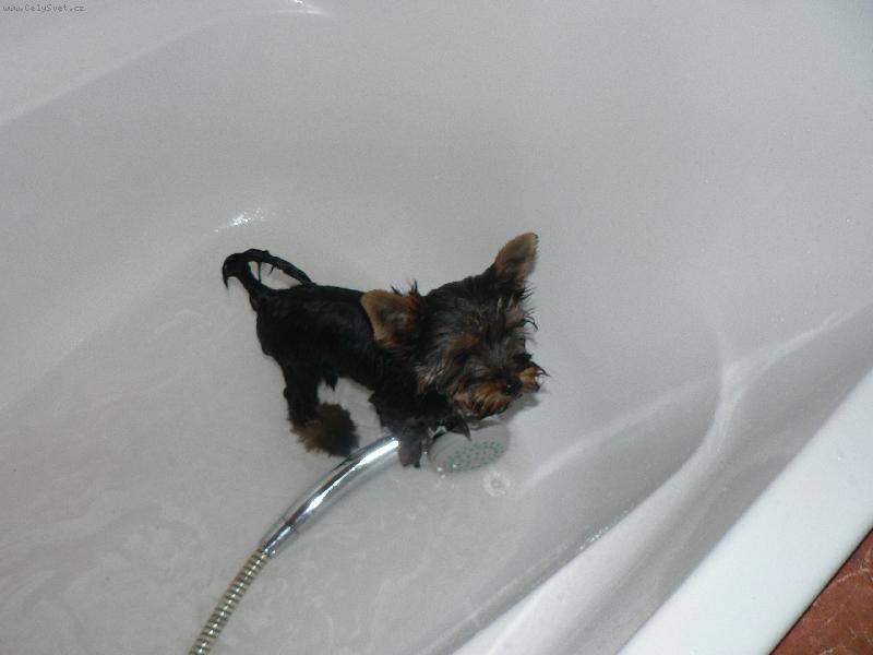 Foto: pooomoooc...jsem já vůbec york?