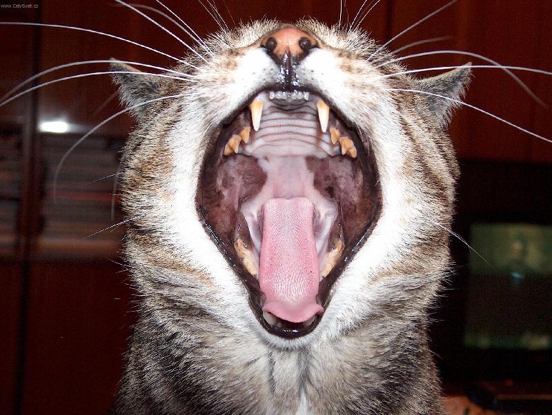 Foto: Zívnutí-Takhle si na nás otvírá tlamu neustále