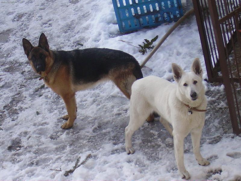 Foto: výcarský a německý ovčák...-Kerry a Bella