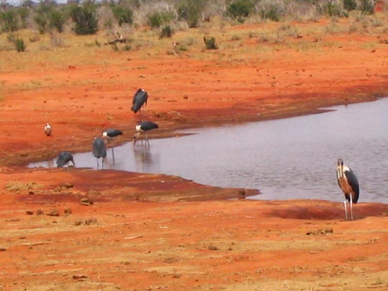 Foto: čápi marabu u napajedla-národní park Tsavo