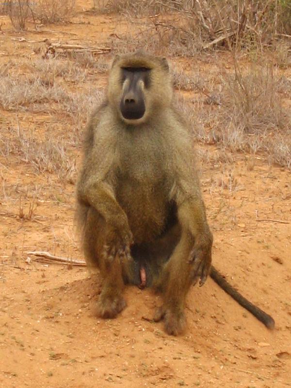 Foto: pavián-národní park Tsavo