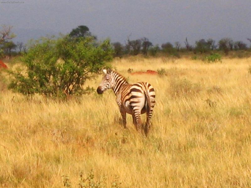Foto: zebra-národní park Tsavo