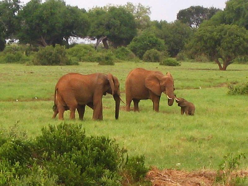 Foto: červení sloni-národní park Tsavo
