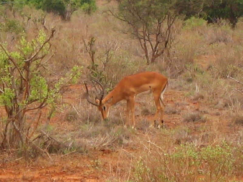 Foto: antilopa-národní park Tsavo