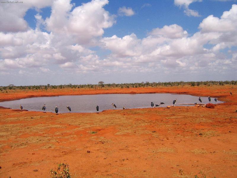 Foto: marabuové u napajedla-národní park Tsavo