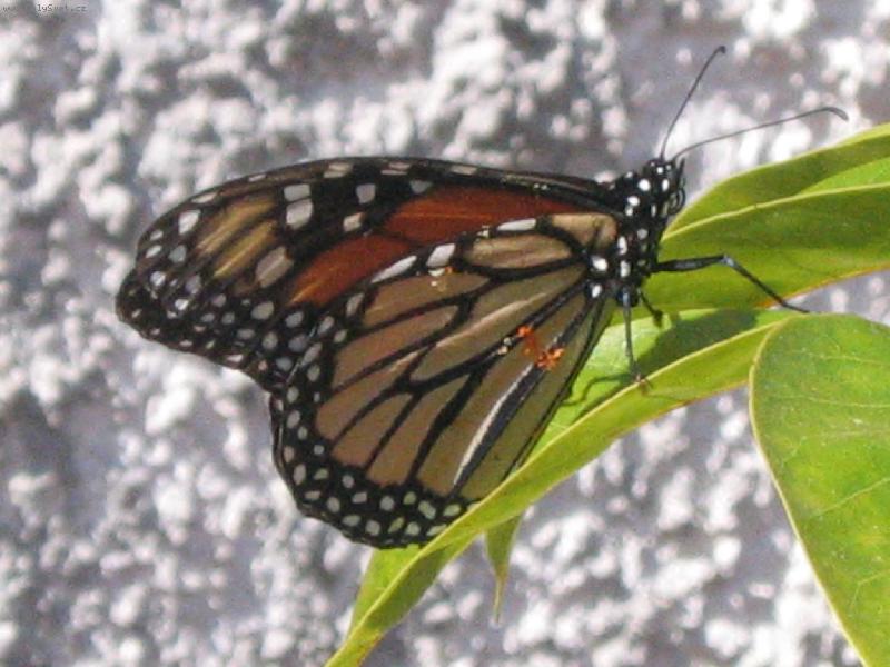 Foto: motýl-Kanárské ostrovy