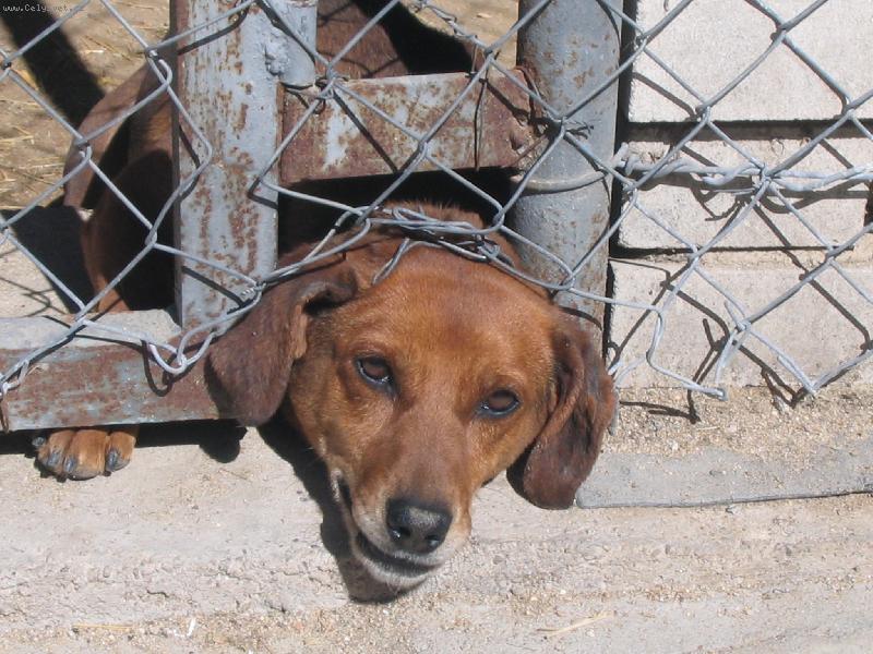 Foto: zvědavý jezevčík