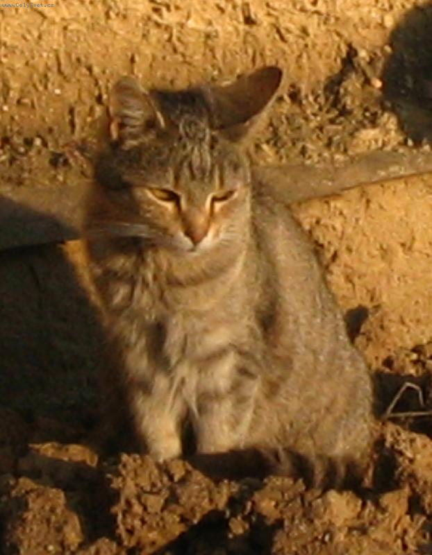 Foto: kočičí babička