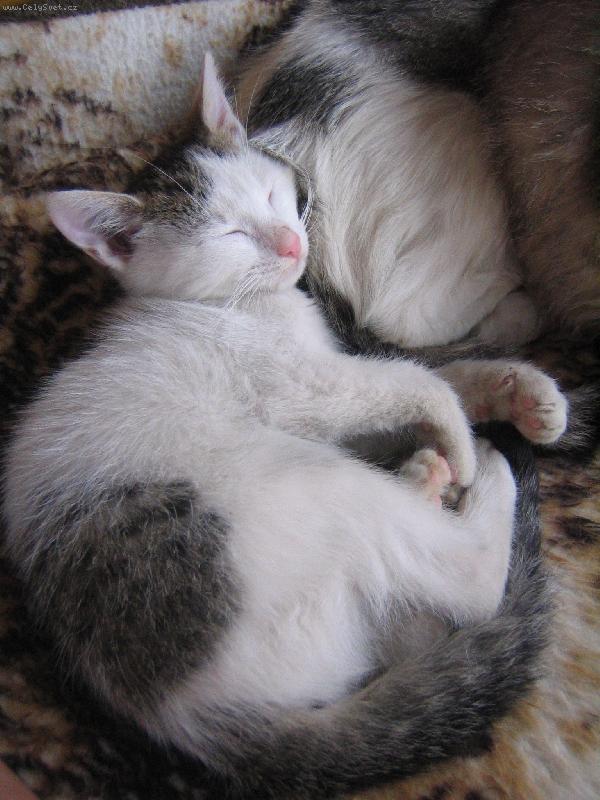 Foto: spící kotě