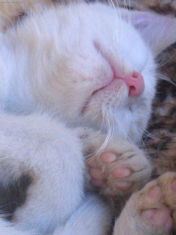 Foto: spící kotě2