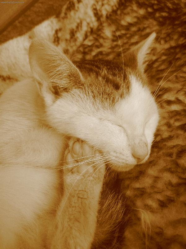 Foto: spící kotě3