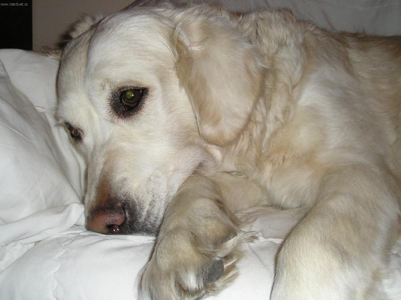 Foto: Dyna-Přemýšlení unaví