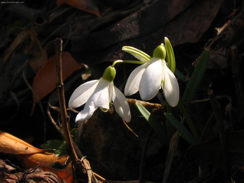 Foto: sněženky