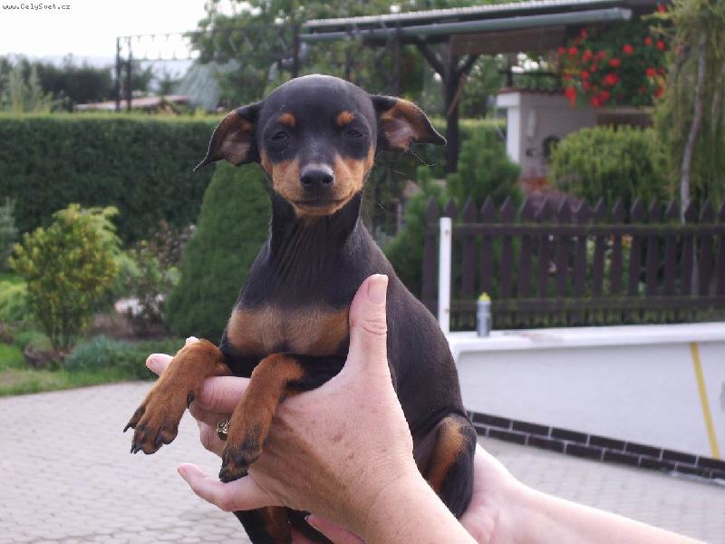 Foto: na rukou mě nosit...-Dorinka