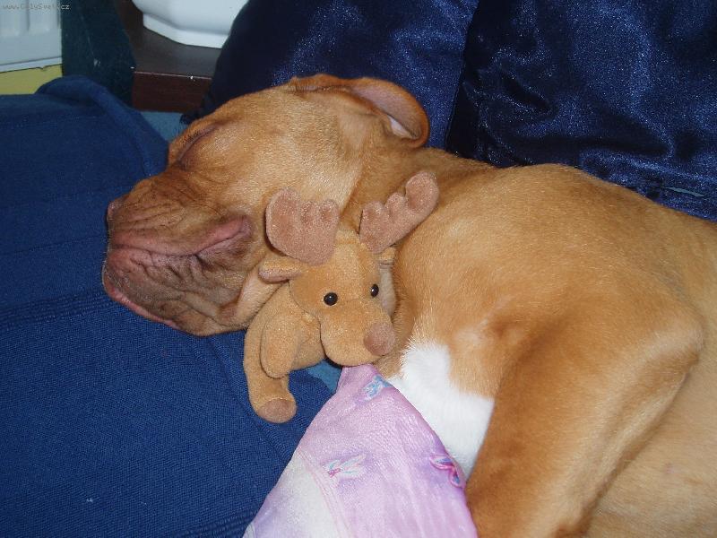 Foto: Samira-Bordeauxsk� doga Samira