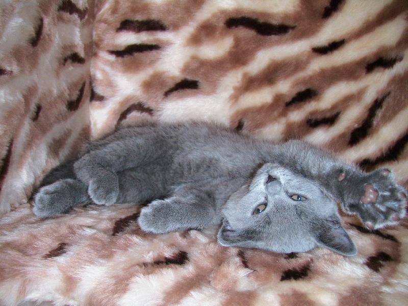 Foto: Koátko ELLY-Koátko ELLY