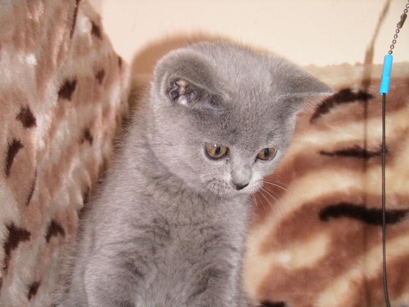 Foto: Naše kočička ELLY