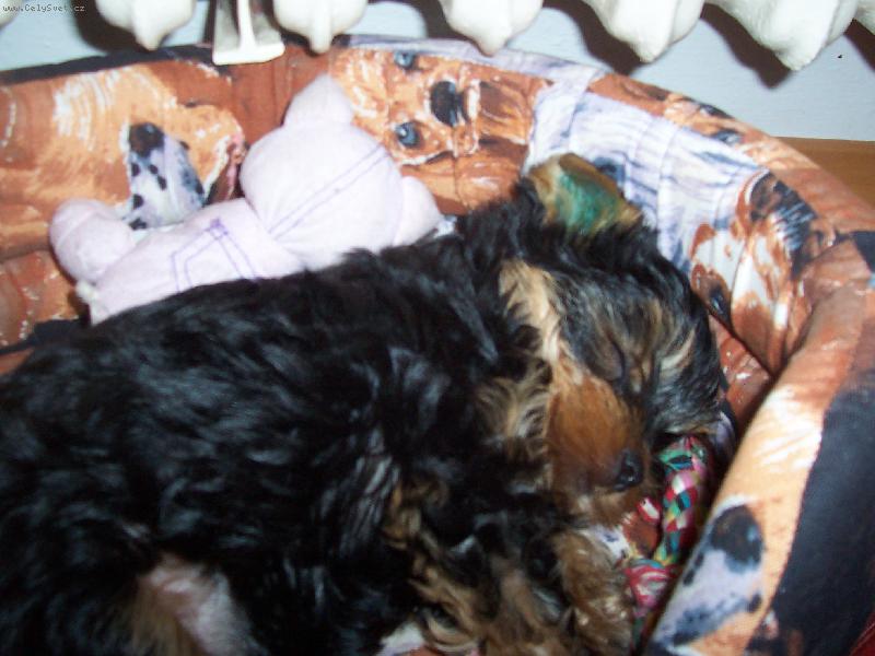 Foto: Dávám si šlofíka po obídku-Náš malý Bertíček