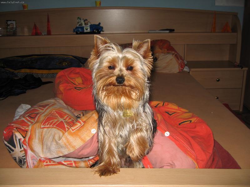 Foto: Náš yorkshirek Pluto-"To jsem se krásně vyspinkal...."