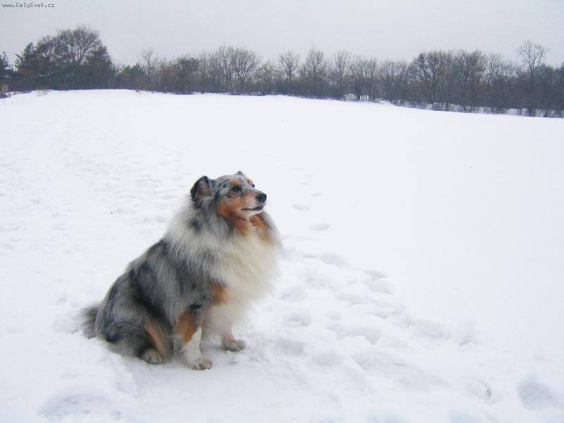 Foto: šeltie5