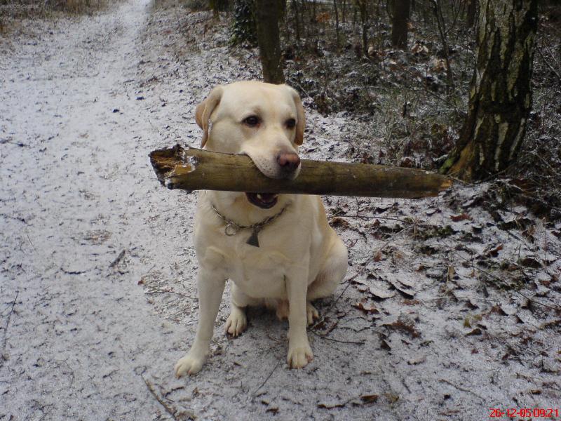 Foto: Nošení dříví do lesa...