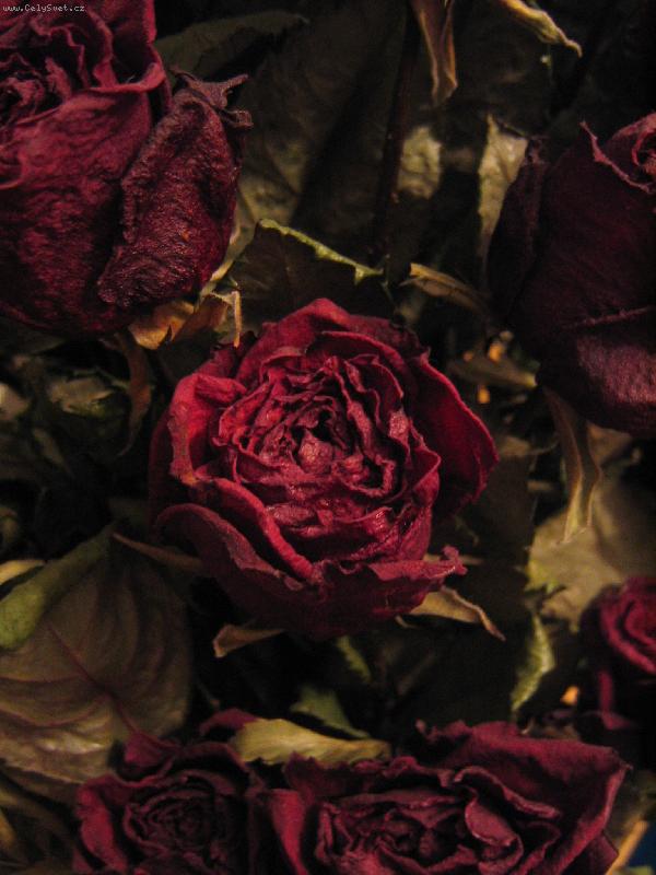 Foto: sušená růže