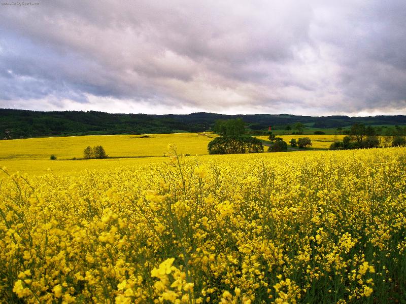 Foto: Řepka-Lounsko