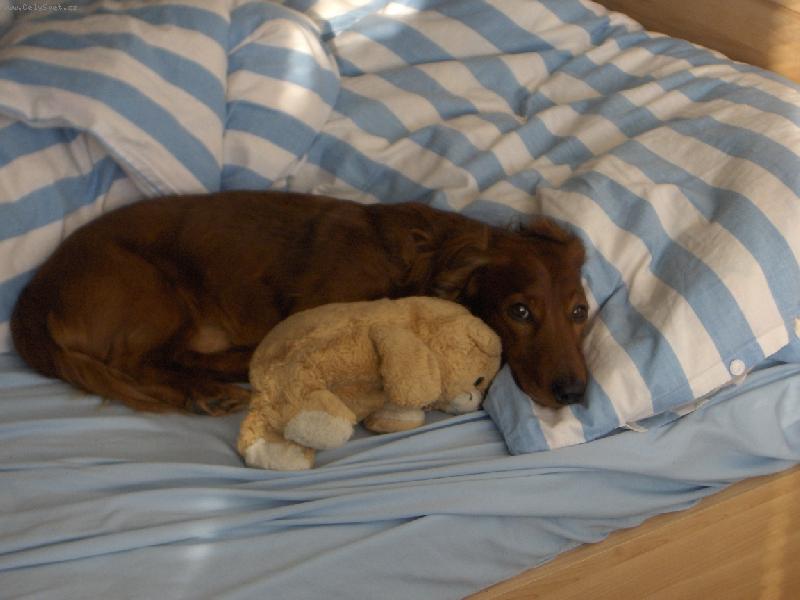 Foto: Bobinka a Méďa jsou kamarádi