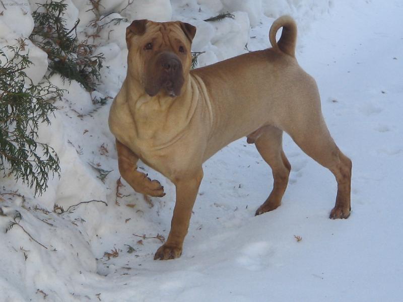 Foto: To koukáte...co-Apollo ve svém pelíšku