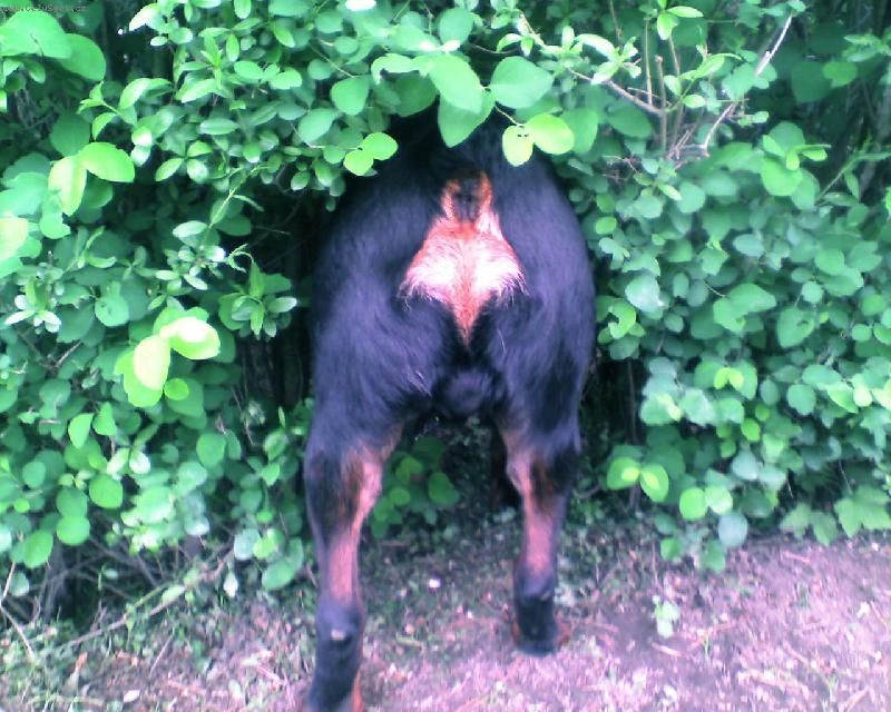 Foto: P---l v křoví