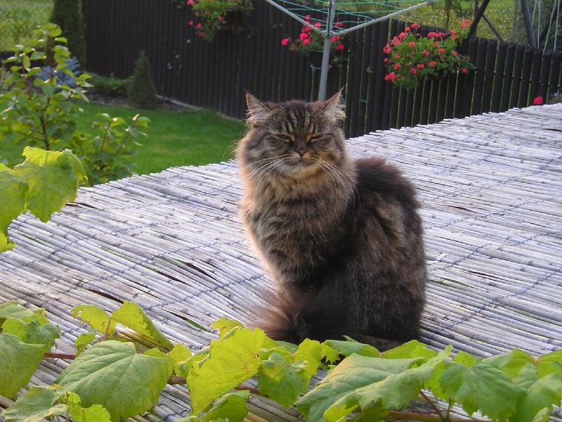 Foto: Bettynka-Betty sedí na altánu u sousedů..