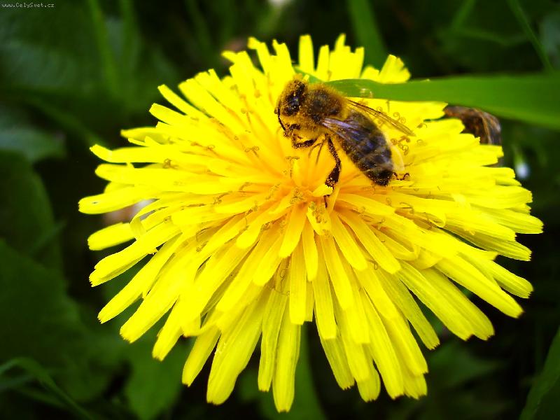 Foto: včelka