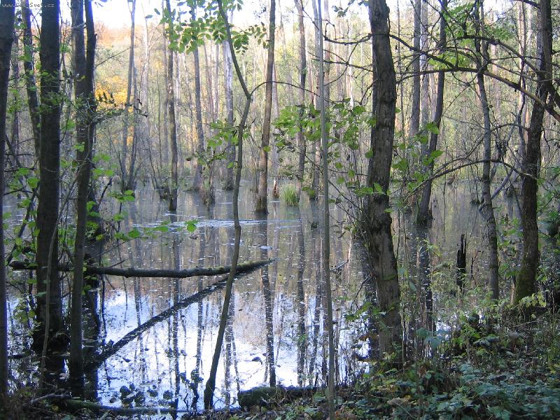 Foto: bažiny-získala 6.místo na soutěži Barvy podzimu od ISŠP