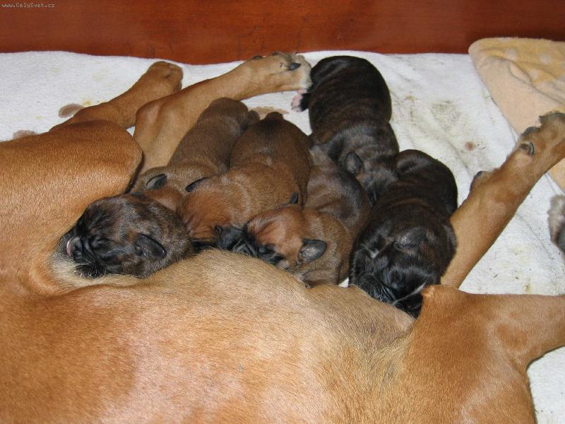 Foto: krmení dravé zvěře