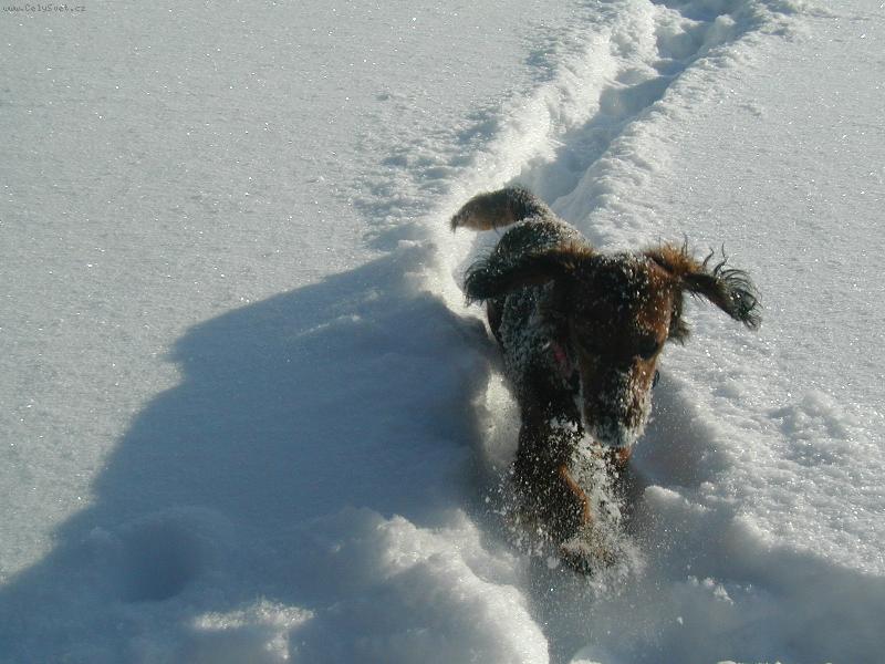 Foto: snížek-Sárinka ve sněhu