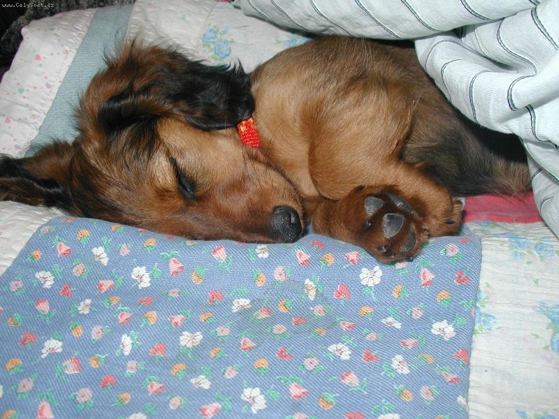 Foto: už tluče špačky-Sárinka v pelechu