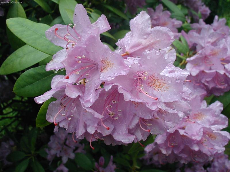 Foto: ranní rosa-rosa na květu