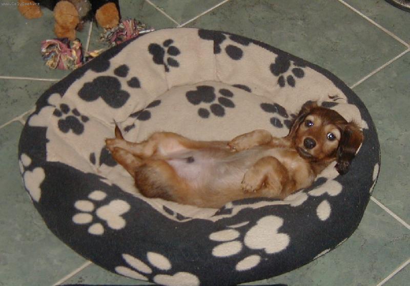 Foto: Jsem chlap a kdo je víc......-Antáresek ve věku pěti týdnů už ví, proč se narodil.