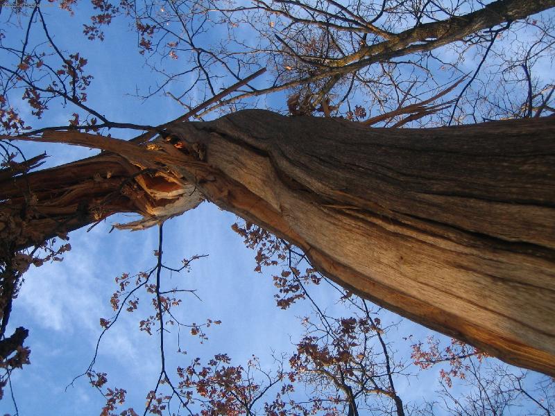 Foto: strom otočený bleskem