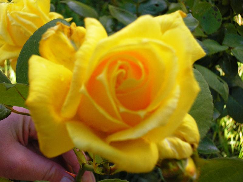 Foto: Královna květin